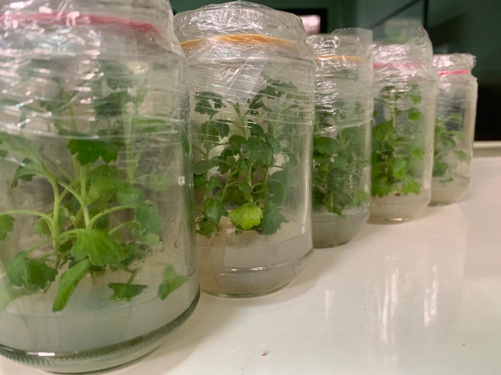 Plant Biotechnology Research